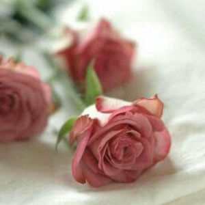 Meet your Posher, Rosa